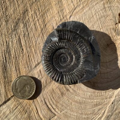 Fossil Ammonite – Dactylioceras