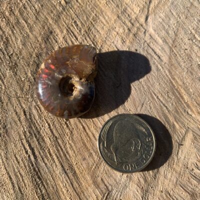 Cleoniceras Ammonite – Iridescent