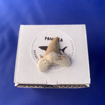 Fossil Sharks Tooth – Small