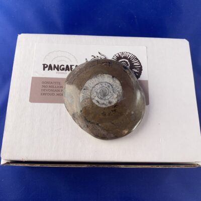 Fossil Goniatite – Large